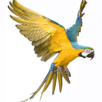 Тату эскизы попугая