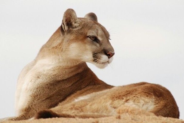 Тату эскизы пумы