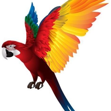 Тату эскизы попугая