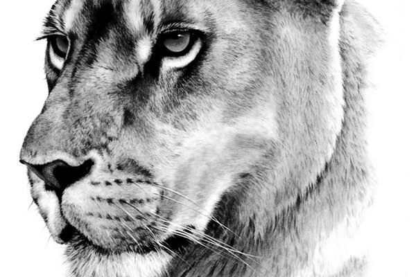 Тату эскизы пумы