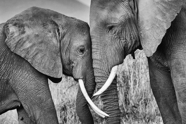 Тату-ескізи "Слон"