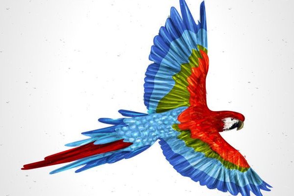 Тату эскизы попугая