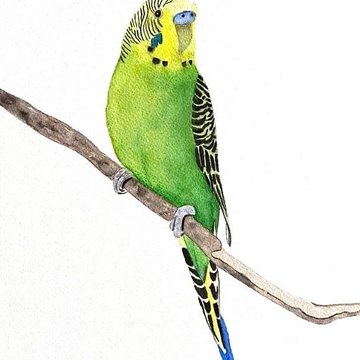 Тату эскизы попугая