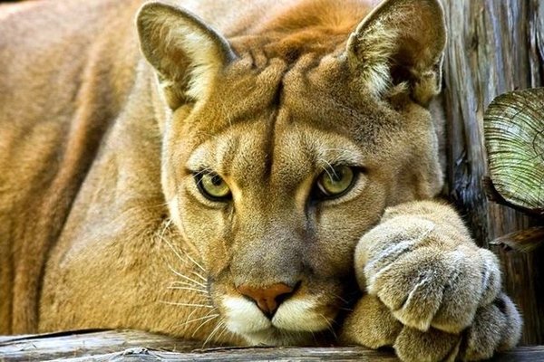 Тату эскизы пумы