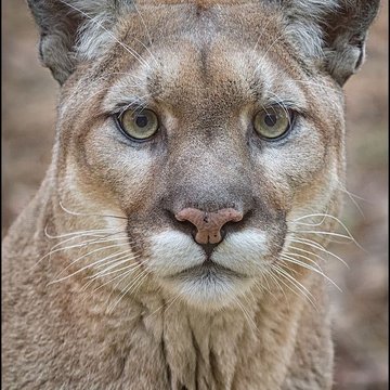 Тату эскизы пумы