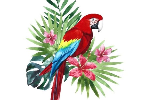 Тату-ескізи "Папуга"