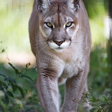 Тату эскизы пумы