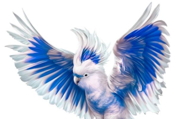 Тату эскизы попугая