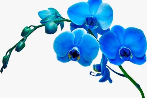 тату орхидея значение