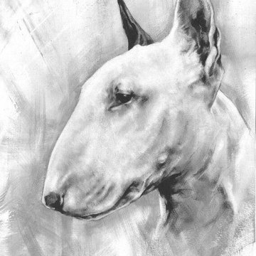 тату-эскиз бультерьер