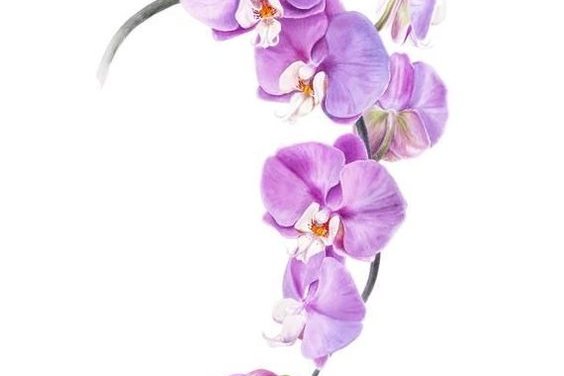 Тату-ескізи орхідея