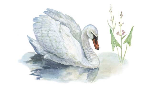 Тату-ескіз лебідь