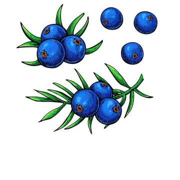 Тату-ескізи "Ягоди"