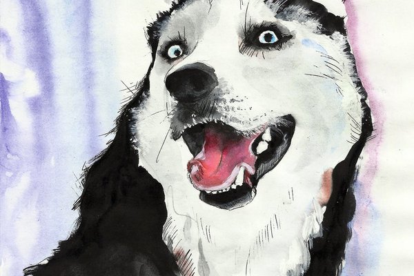 Тату-эскизы "хаски"