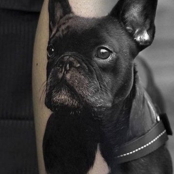 Тату ескізи бульдог