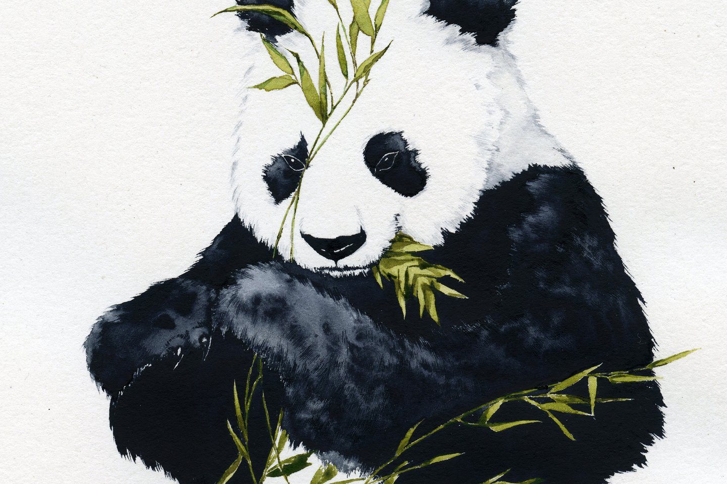 Тату эскизы панда