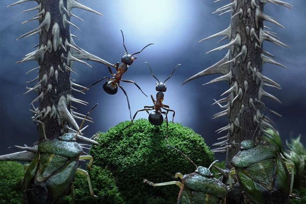 Тату-эскиз муравей