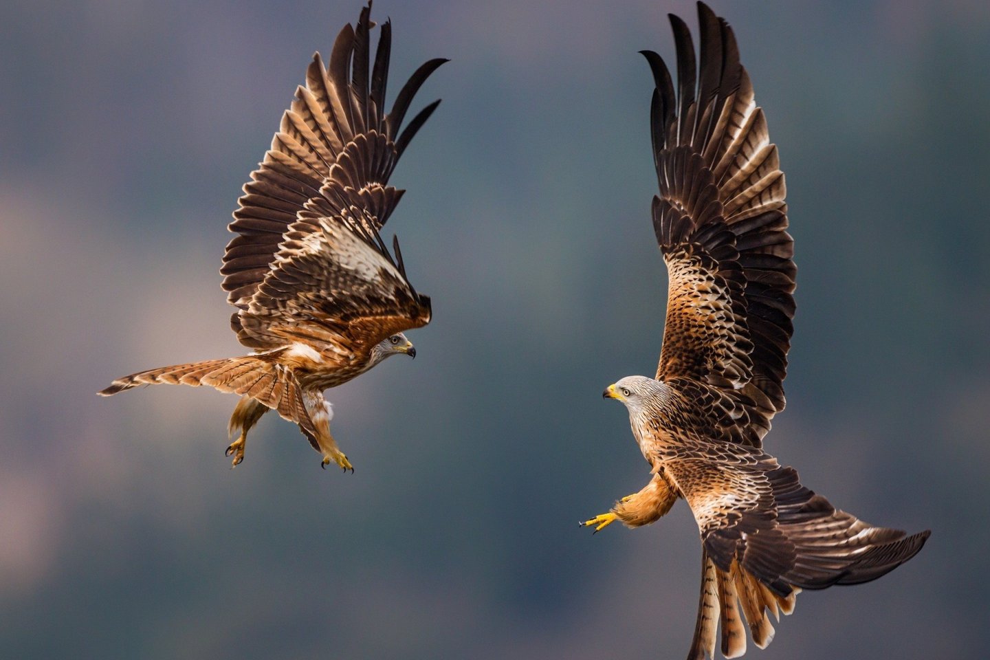Тату-эскизы "сокол"