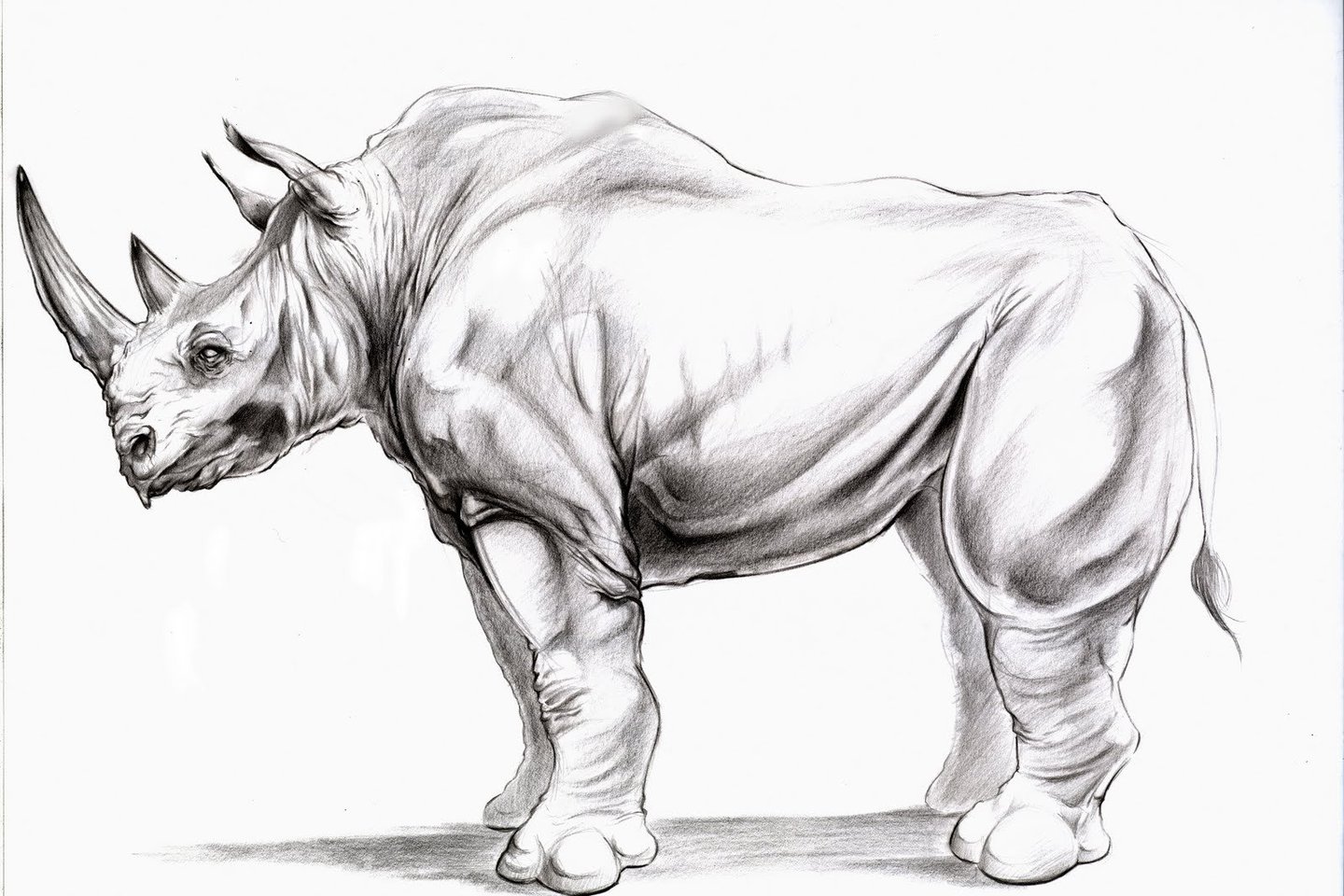 Тату-ескіз носоріг