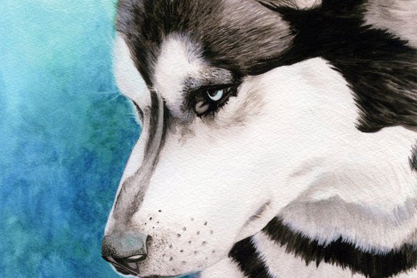 Тату-ескізи "Хаскі"