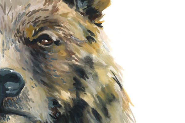 тату медведь