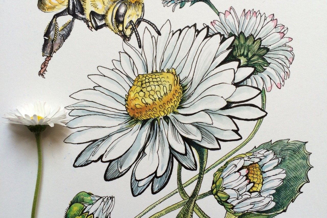 Тату эскизы ромашка