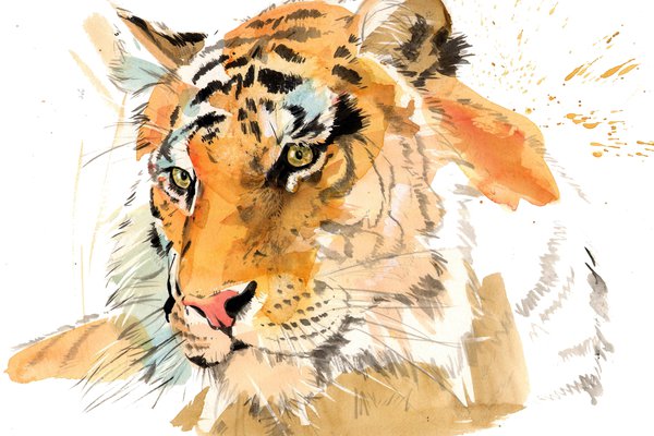 татуировка тигра