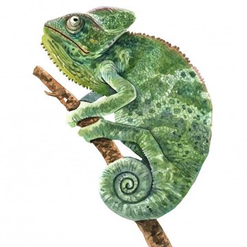 Тату-ескізи "Хамелеон"