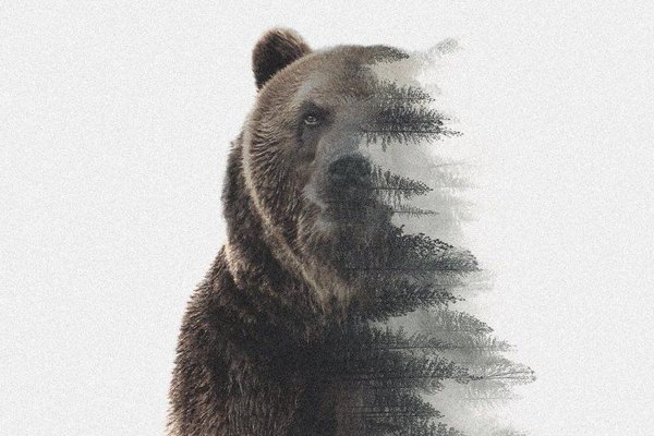 тату медведь