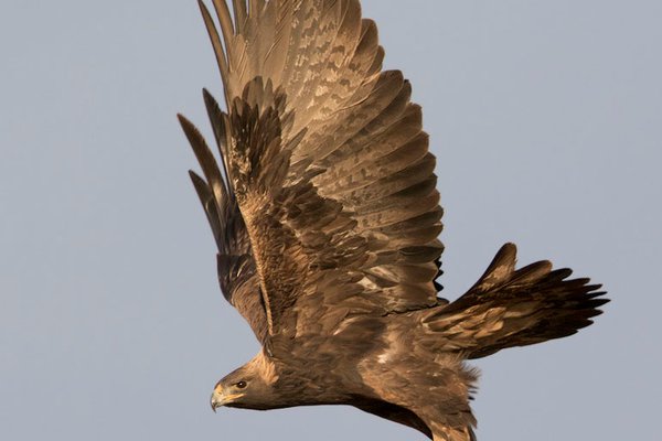 Тату-эскизы "сокол"