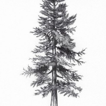 Тату эскизы ель