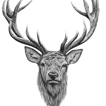 Тату ескізи олень