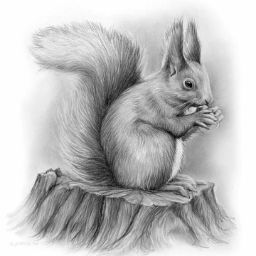 Тату-ескіз білка