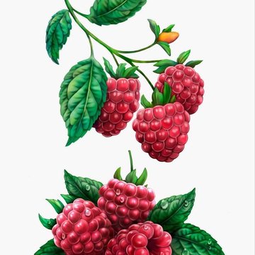 Тату-ескізи "Ягоди"