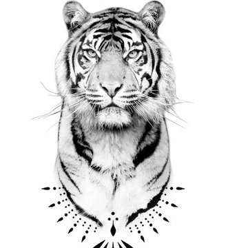 Тату ескізи «Тигр»