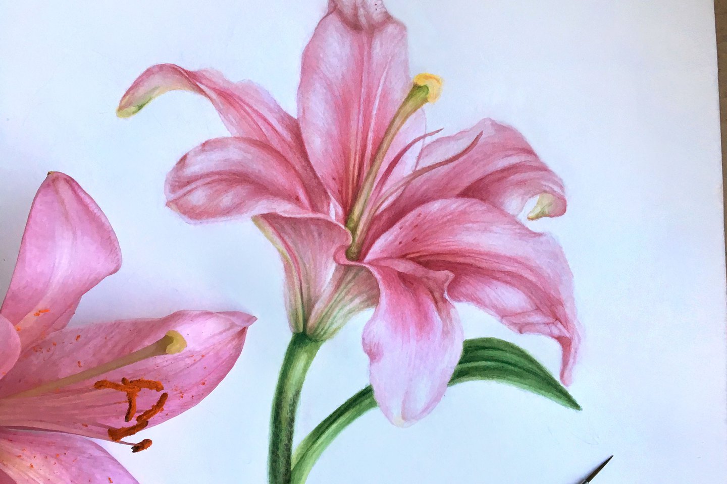 Тату ескізи лілії