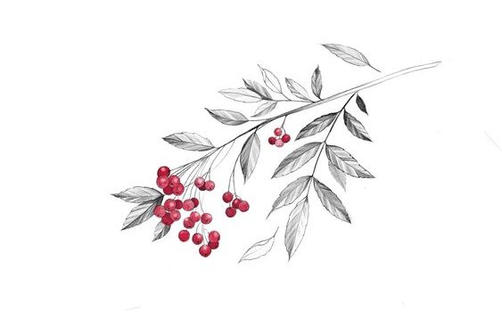 Тату-эскизы "ягоды"