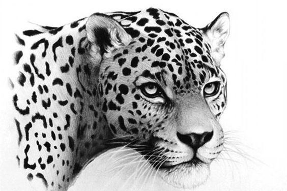 Тату эскизы ягуара