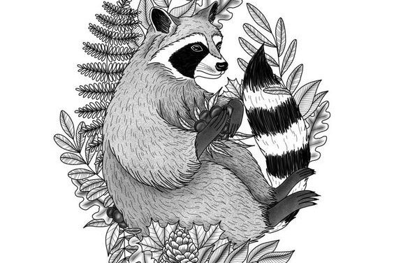 Тату эскизы енот