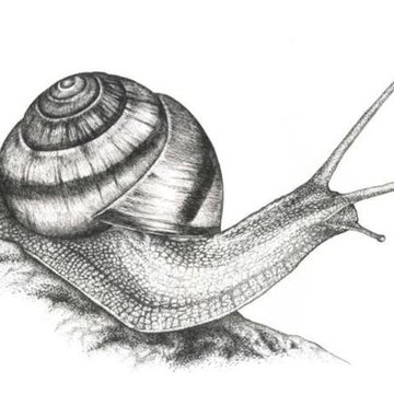 Тату - ескізи "Равлик"