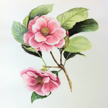 Тату эскизы камелия