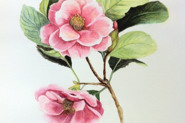 Тату ескізи камелія