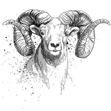 Тату ескізи баран
