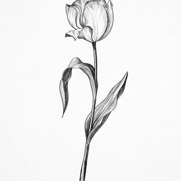 Тату эскизы тюльпан