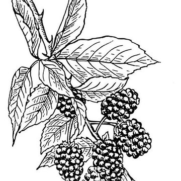 Тату-эскизы "ягоды"