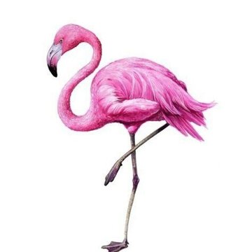 Тату - эскизы фламинго