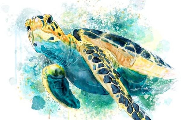 Тату ескізи "Черепаха"