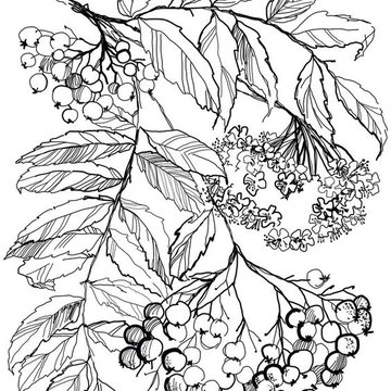 Тату-эскизы "ягоды"