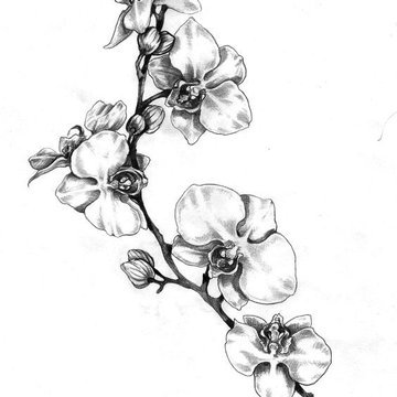 Тату-ескізи орхідея