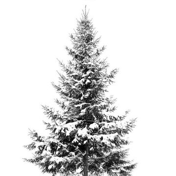 Тату эскизы ель